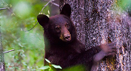 Black bear hugging tree, Jasper Canada