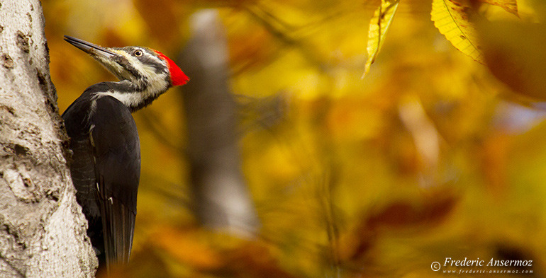 Pileated woopecker on trunk in Autumn